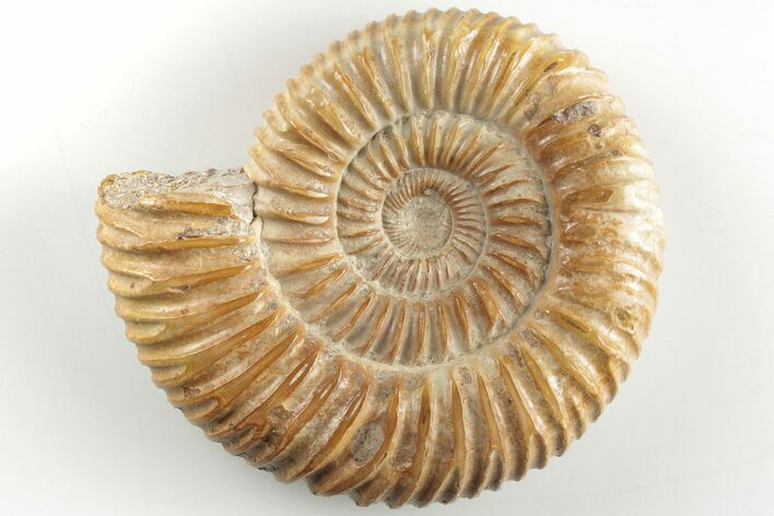 2.4" Polished Jurassic Ammonite (Perisphinctes) - Madagascar